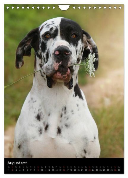 Produktbild: Faszination Deutsche Dogge (Wandkalender 2026 DIN A4 hoch), CALVENDO Monatskalender