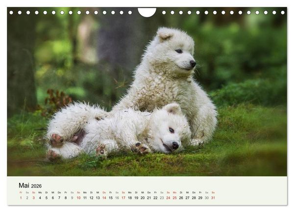 Produktbild: Kleine Samojeden - Eisb&auml;rchen Abenteuer im M&auml;rchenwald (Wandkalender 2026 DIN A4 quer), CALVENDO Monatskalender
