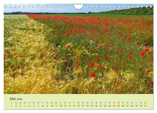 Produktbild: Wilde Blumen - ein Spaziergang durch die Natur (Wandkalender 2026 DIN A4 quer), CALVENDO Monatskalender