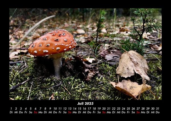 Produktbild: Pilzkalender 2025 Fotokalender DIN A3