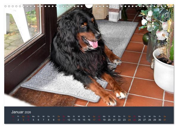 Produktbild: Ein Hovawart, ein Wachhund (Wandkalender 2026 DIN A3 quer), CALVENDO Monatskalender