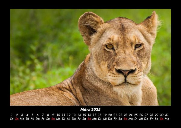 Produktbild: Tierkalender 2025 Fotokalender DIN A3