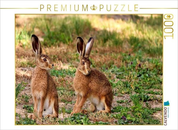 CALVENDO Puzzle Aufmerksame Feldhasen | 1000 Teile Lege-Größe 64x48cm Foto-Puzzle für glückliche Stunden