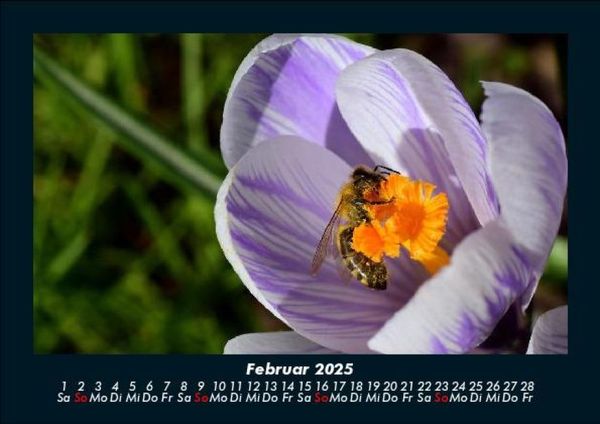 Produktbild: Bienen 2025 Fotokalender DIN A5
