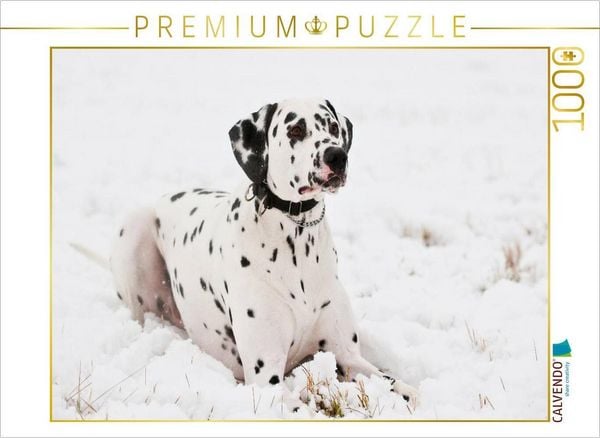 CALVENDO Puzzle Dalmatiner im Winter | 1000 Teile Lege-Größe 64x48cm Foto-Puzzle für glückliche Stunden