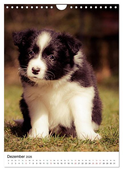 Produktbild: Border Collie Zuckerschnuten (Wandkalender 2026 DIN A4 hoch), CALVENDO Monatskalender