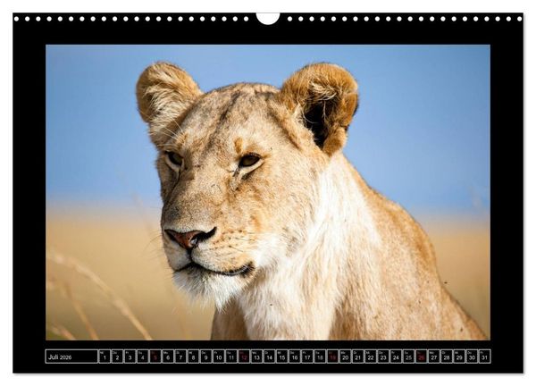 Produktbild: Afrikas Katzen (Wandkalender 2026 DIN A3 quer), CALVENDO Monatskalender