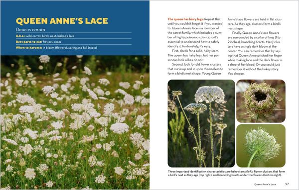 Produktbild: How to Forage for Wild Foods Without Dying