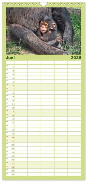 Produktbild: Familienplaner 2026 - Affen - Affenkinder mit 5 Spalten (Wandkalender, 21 x 45 cm) CALVENDO