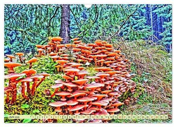 Produktbild: Verwunschene Waldtr&auml;ume: Ein Kalender voller Magie (Wandkalender 2026 DIN A3 quer), CALVENDO Monatskalender