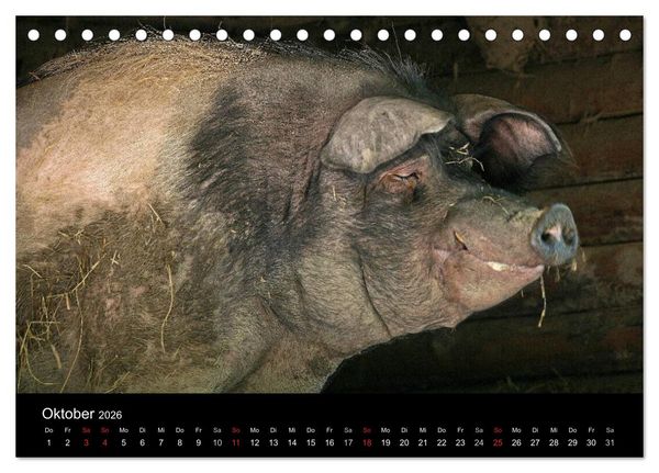Produktbild: Schweinereien (Tischkalender 2026 DIN A5 quer), CALVENDO Monatskalender