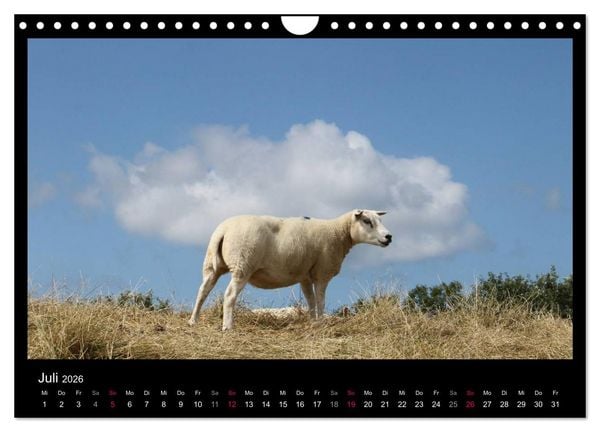 Produktbild: Texel, eine Perle Hollands (Wandkalender 2026 DIN A4 quer), CALVENDO Monatskalender