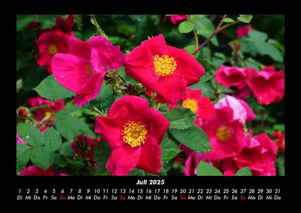Produktbild: Pflanzen und Bl&uuml;ten 2025 Fotokalender DIN A3