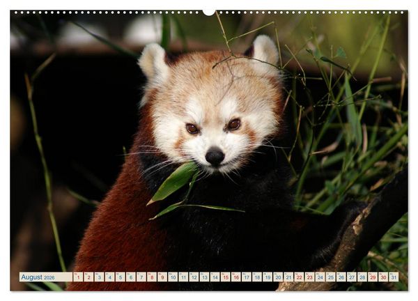 Produktbild: Kleiner Panda auf Entdeckungstour (Wandkalender 2026 DIN A2 quer), CALVENDO Monatskalender
