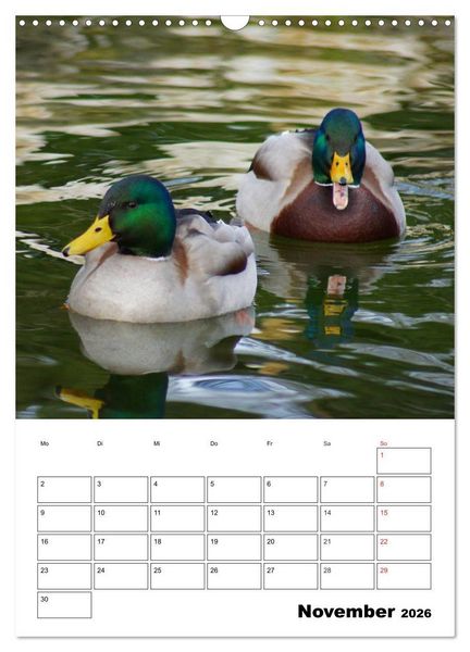 Produktbild: Liebenswerte Enten (Wandkalender 2026 DIN A3 hoch), CALVENDO Monatskalender