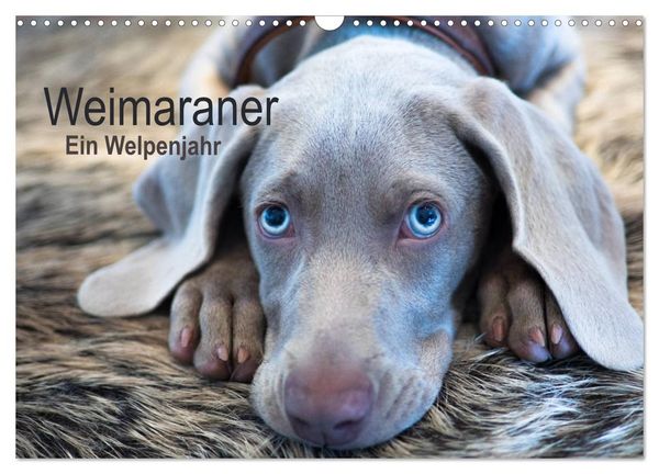 Produktbild: Weimaraner - Ein Welpenjahr (Wandkalender 2026 DIN A3 quer), CALVENDO Monatskalender