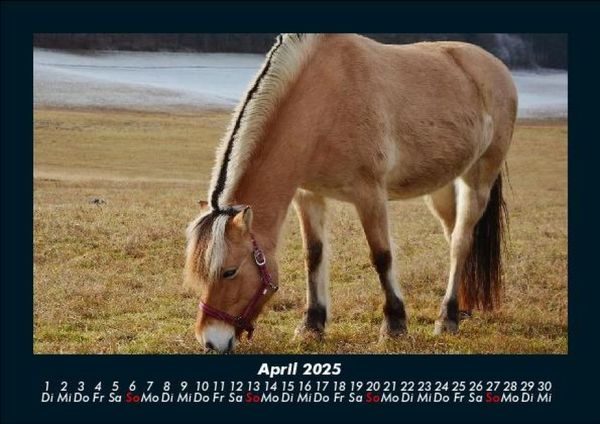 Produktbild: Pferde Kalender 2025 Fotokalender DIN A5