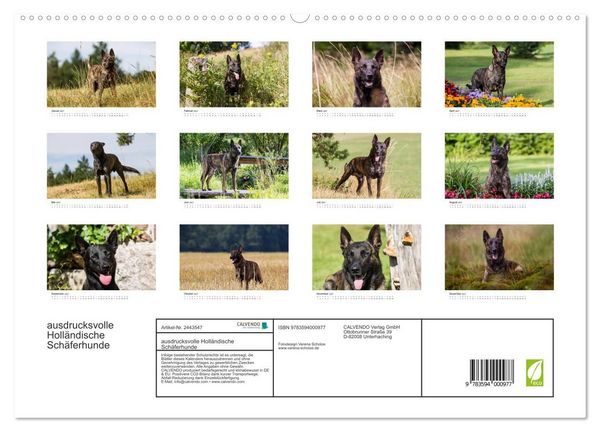 Produktbild: ausdrucksvolle Holl&auml;ndische Sch&auml;ferhunde (hochwertiger Premium Wandkalender 2027 DIN A2 quer), Kunstdruck in Hochglanz