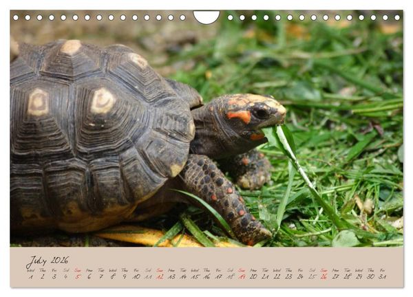 Produktbild: Turtles and Tortoise / UK-Version (Wall Calendar 2026 DIN A4 landscape), CALVENDO 12 Month Wall Calendar