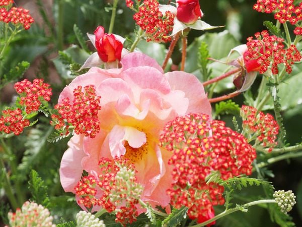 Produktbild: CALVENDO Puzzle Rosa Rose mit roter Schafgarbe | 1000 Teile Lege-Gr&ouml;&szlig;e 64x48cm Foto-Puzzle f&uuml;r gl&uuml;ckliche Stunden