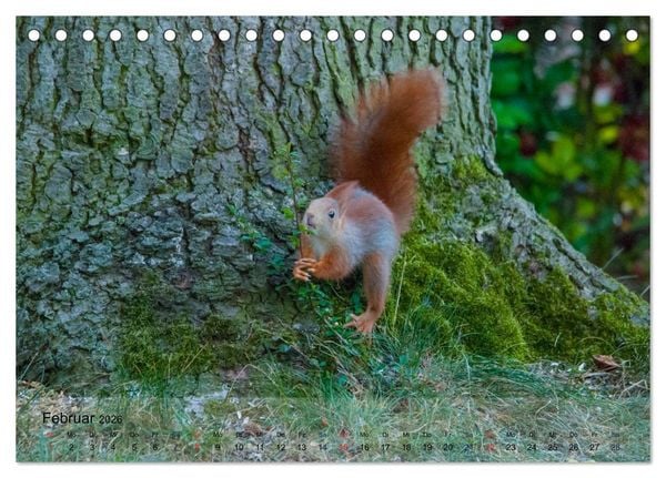 Produktbild: Spa&szlig; mit Eichh&ouml;rnchen-Kindern (Tischkalender 2026 DIN A5 quer), CALVENDO Monatskalender