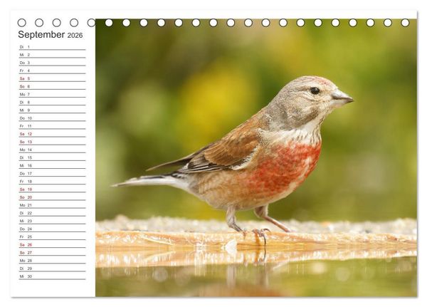 Produktbild: Faszinierendes Bulgarien (Tischkalender 2026 DIN A5 quer), CALVENDO Monatskalender