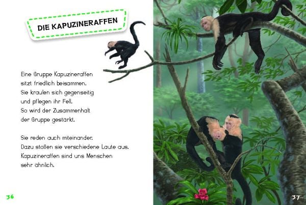 Produktbild: Bunter Regenwald