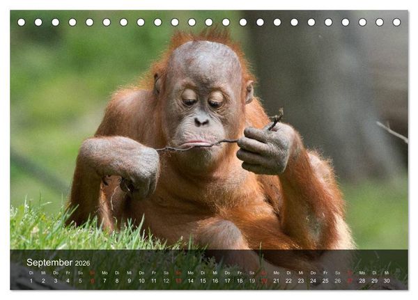 Produktbild: Menschenaffen. Gorillas, Schimpansen, Orang-Utans (Tischkalender 2026 DIN A5 quer), CALVENDO Monatskalender