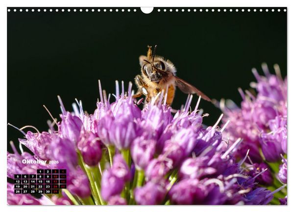 Produktbild: Die Wunderwelt der Biene (Wandkalender 2026 DIN A3 quer), CALVENDO Monatskalender