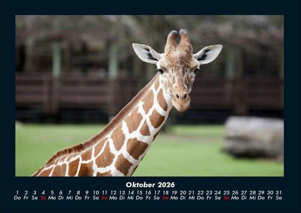 Produktbild: Welt der Tiere 2026 Fotokalender DIN A4