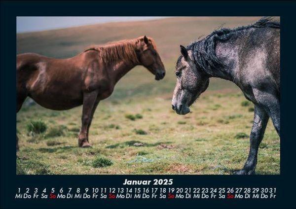 Produktbild: Pferde Kalender 2025 Fotokalender DIN A5