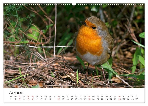 Produktbild: Heimische Tierwelt (Wandkalender 2026 DIN A2 quer), CALVENDO Monatskalender