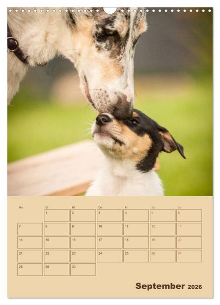 Produktbild: Kurzhaarcollies (Wandkalender 2026 DIN A3 hoch), CALVENDO Monatskalender