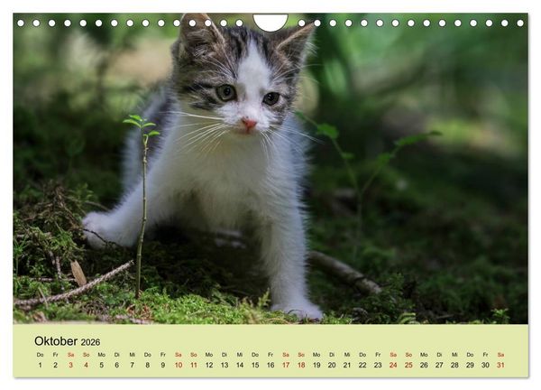Produktbild: Junge Katzen im Wald (Wandkalender 2026 DIN A4 quer), CALVENDO Monatskalender