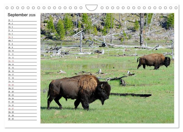 Produktbild: Der nordamerikanische Bison (Wandkalender 2026 DIN A4 quer), CALVENDO Monatskalender