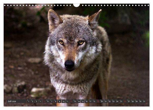 Produktbild: W&ouml;lfe. Graue Eminenzen (Wandkalender 2026 DIN A3 quer), CALVENDO Monatskalender