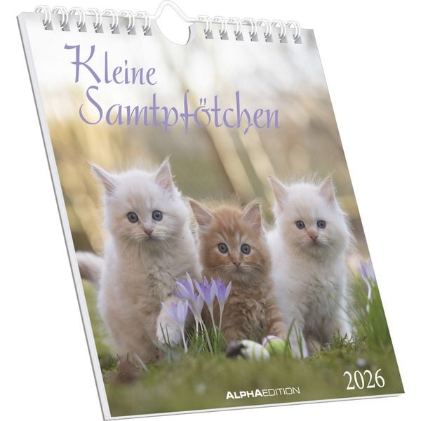 Produktbild: Kleine Samtpfötchen 2026 - Postkartenkalender 16x17 cm - Katzen - zum Aufstellen oder Aufhängen - Monatskalendarium - Gadget - Mitbringsel - Alpha Edi