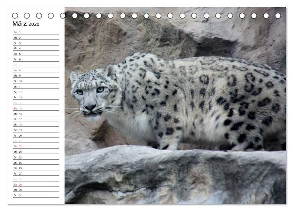 Produktbild: Der Schneeleopard (Tischkalender 2026 DIN A5 quer), CALVENDO Monatskalender