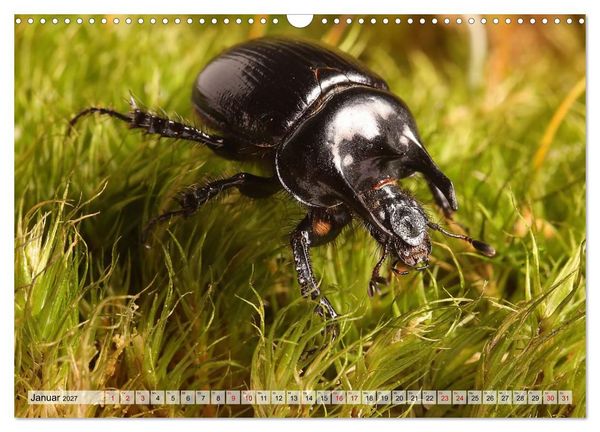 Produktbild: WELT DER K&Auml;FER (Wandkalender 2027 DIN A3 quer), CALVENDO Monatskalender