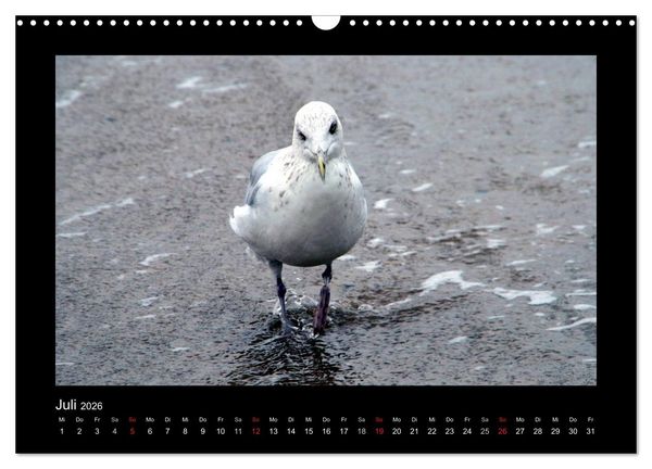Produktbild: An der Nordsee (Wandkalender 2026 DIN A3 quer), CALVENDO Monatskalender