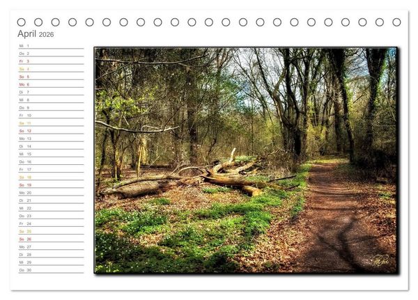 Produktbild: Der Neuenburger Urwald (Tischkalender 2026 DIN A5 quer), CALVENDO Monatskalender