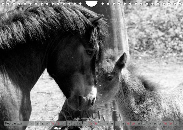 Produktbild: Die letzten Wildpferde Exmoor Ponys (Wandkalender 2022 DIN A4 quer)