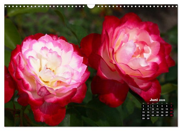 Produktbild: Magie der Rosen (Wandkalender 2026 DIN A3 quer), CALVENDO Monatskalender