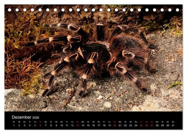 Produktbild: Vogelspinnen - Tarantulas (Tischkalender 2026 DIN A5 quer), CALVENDO Monatskalender