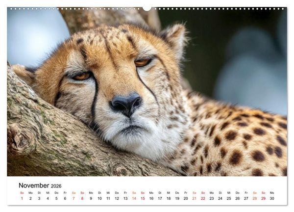 Produktbild: Geparden - Eleganz auf vier Pfoten (hochwertiger Premium Wandkalender 2026 DIN A2 quer), Kunstdruck in Hochglanz