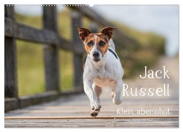 Produktbild: Jack Russell - Klein, aber oho! (Wandkalender 2026 DIN A2 quer), CALVENDO Monatskalender