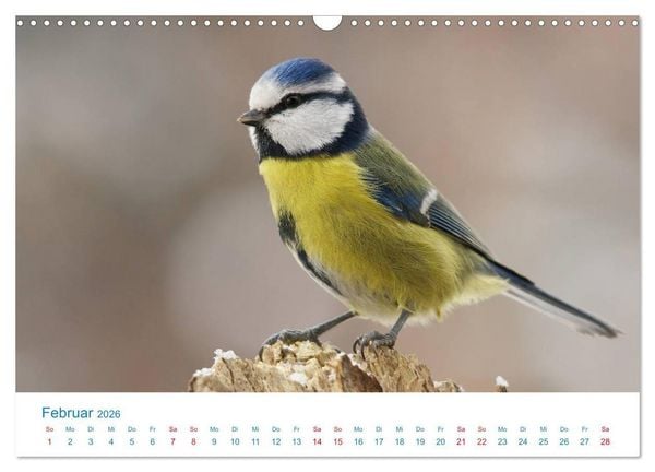 Produktbild: Singv&ouml;gel - 12 Arten im Garten (Wandkalender 2026 DIN A3 quer), CALVENDO Monatskalender