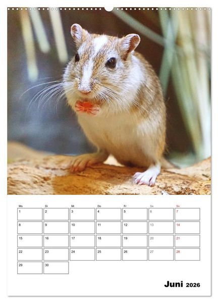 Produktbild: Mongolische Rennm&auml;use (Wandkalender 2026 DIN A2 hoch), CALVENDO Monatskalender