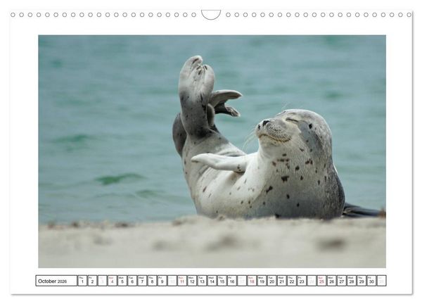 Produktbild: Seals on the Beach (Wall Calendar 2026 DIN A3 landscape), CALVENDO 12 Month Wall Calendar
