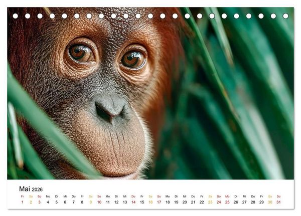 Produktbild: Orang Utans - Leben in den Baumkronen (Tischkalender 2026 DIN A5 quer), CALVENDO Monatskalender